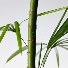 Purito SEOUL MIGHTY BAMBOO PANTHENOL CREAM